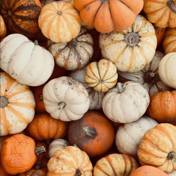 Meet your Posher, Morgan - Picture 1 of 1